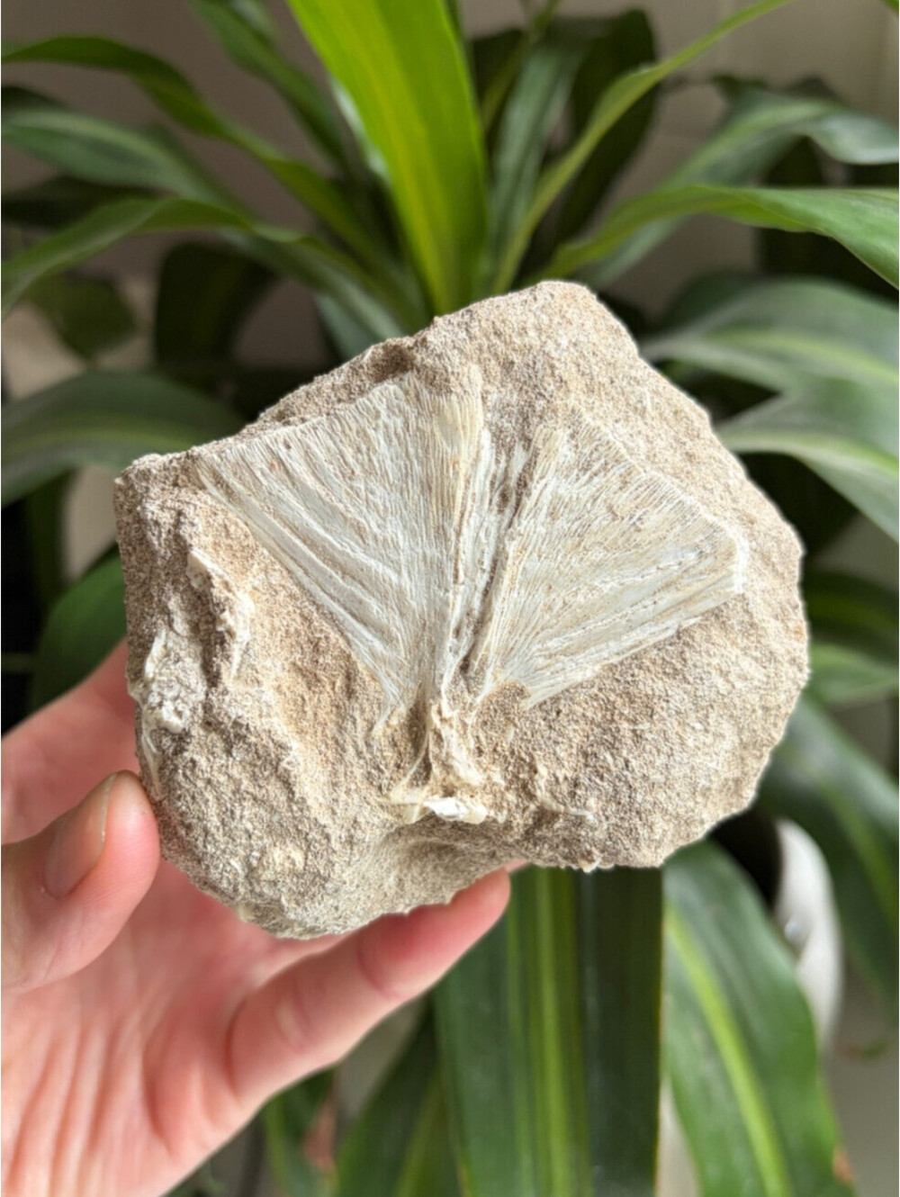 Rare Double-Sided Moroccan Fossil Matrix – Bony Fish Tailfin & Shark Tooth 3.75"
